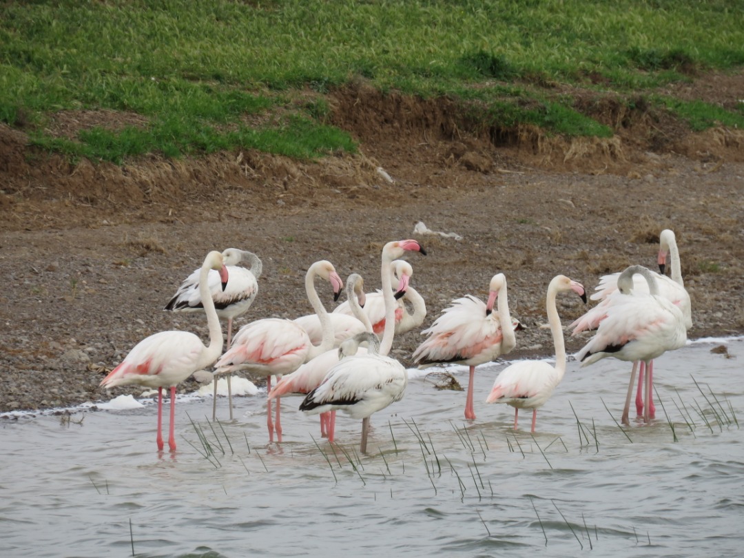 استفاده از ظرفیت تالاب‌ها و دریاچه‌ها برای توسعه پرنده‌نگری در شهرستان کوثر
